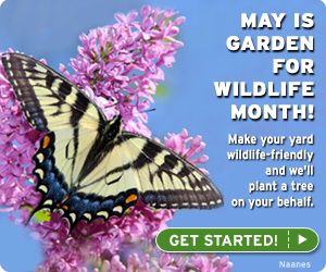 May is Garden for Wildlife month. Certify your yard today!